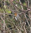 Click image for larger version. 

Name:	SH8417 -0911 25-Robin-Erithacus_rubecula.jpg 
Views:	167 
Size:	360.0 KB 
ID:	11914