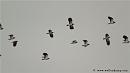 Click image for larger version. 

Name:	lapwing_flight3.jpg 
Views:	272 
Size:	8.8 KB 
ID:	12