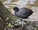 Click image for larger version. 

Name:	SH8671 -0912 02-Coot-Fulica_atra.jpg 
Views:	206 
Size:	368.9 KB 
ID:	12001