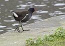 Click image for larger version. 

Name:	SH9386 -0412 09-Moorhen.jpg 
Views:	171 
Size:	350.6 KB 
ID:	12027