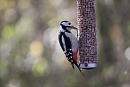 Click image for larger version. 

Name:	IMG_3679 female spotted woodpecker.jpg 
Views:	143 
Size:	86.9 KB 
ID:	12056