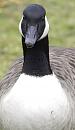 Click image for larger version. 

Name:	SH9113 -0412 09-Canada_Goose.jpg 
Views:	282 
Size:	309.7 KB 
ID:	12059