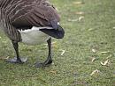 Click image for larger version. 

Name:	SH9130 -0412 09-Canada_Goose.jpg 
Views:	221 
Size:	372.3 KB 
ID:	12060