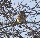 Click image for larger version. 

Name:	SH0655 -0912  20-Song_Thrush-Turdus_philomelos.jpg 
Views:	170 
Size:	401.2 KB 
ID:	12153