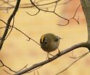 Click image for larger version. 

Name:	goldcrest1.jpg 
Views:	230 
Size:	37.3 KB 
ID:	122