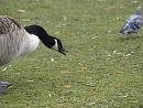 Click image for larger version. 

Name:	SH9086 -0412 09-Canada_Goose.jpg 
Views:	159 
Size:	296.0 KB 
ID:	12223