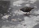 Click image for larger version. 

Name:	SH1955 -0912 31-Starling-Sturnus_vulgaris.jpg 
Views:	164 
Size:	374.0 KB 
ID:	12228