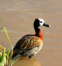 Click image for larger version. 

Name:	duck and reeds-jpg.jpg 
Views:	239 
Size:	274.4 KB 
ID:	1227