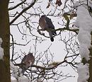 Click image for larger version. 

Name:	pigeons_P1083643.jpg 
Views:	166 
Size:	331.9 KB 
ID:	12353