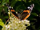 Click image for larger version. 

Name:	red-admiral.jpg 
Views:	182 
Size:	306.6 KB 
ID:	1247