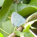 Click image for larger version. 

Name:	pale blue butterfly.jpg 
Views:	610 
Size:	97.4 KB 
ID:	1256