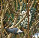 Click image for larger version. 

Name:	Nuthatch b.jpg 
Views:	200 
Size:	205.1 KB 
ID:	12563