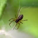 Click image for larger version. 

Name:	Little Spider.jpg 
Views:	552 
Size:	113.1 KB 
ID:	1262