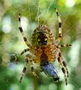 Click image for larger version. 

Name:	Spider at lunch.jpg 
Views:	643 
Size:	292.3 KB 
ID:	1264