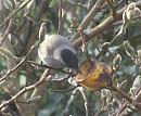 Click image for larger version. 

Name:	January 2007 - Blackcap 2.JPG 
Views:	222 
Size:	70.3 KB 
ID:	12682