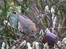 Click image for larger version. 

Name:	Blackcap (f) (2).jpg 
Views:	243 
Size:	153.8 KB 
ID:	12683