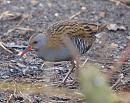 Click image for larger version. 

Name:	water_rail_P2204647.jpg 
Views:	225 
Size:	366.7 KB 
ID:	12764