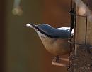 Click image for larger version. 

Name:	Nuthatch_P2194564.jpg 
Views:	190 
Size:	213.0 KB 
ID:	12771
