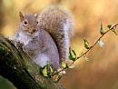 Click image for larger version. 

Name:	Grey Squirrel.JPG 
Views:	154 
Size:	108.7 KB 
ID:	12828
