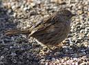 Click image for larger version. 

Name:	SH6603 - 1003 06-Dunnock-Prunella_modularis.jpg 
Views:	153 
Size:	446.0 KB 
ID:	12973