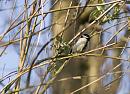 Click image for larger version. 

Name:	SH6488 -1003 05-Great_Tit-female-Parus_major.jpg 
Views:	195 
Size:	338.6 KB 
ID:	13102