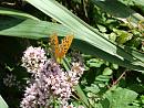 Click image for larger version. 

Name:	SHRUNK - Cernay July 07 - 0456 - queen of spain fritillary (issoria lathonia).jpg 
Views:	186 
Size:	199.7 KB 
ID:	1311