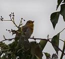 Click image for larger version. 

Name:	SH5320 -1003 28-Robin-Erithacus_Rubecula.jpg 
Views:	183 
Size:	369.5 KB 
ID:	13202