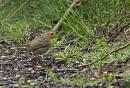 Click image for larger version. 

Name:	SH7613 -1003 31-Robin-Erithacus_rubecula.jpg 
Views:	163 
Size:	372.5 KB 
ID:	13213