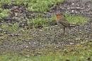 Click image for larger version. 

Name:	SH7631 -1003 31-Robin-Erithacus_rubecula.jpg 
Views:	163 
Size:	281.3 KB 
ID:	13214