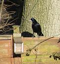 Click image for larger version. 

Name:	Rook and Squirrel box.JPG 
Views:	320 
Size:	589.7 KB 
ID:	13237