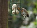 Click image for larger version. 

Name:	SH7865 -1004 02-Robin-Erithacus_rubecula.jpg 
Views:	220 
Size:	228.8 KB 
ID:	13243