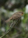 Click image for larger version. 

Name:	SH7869 -1004 02-Robin-Erithacus_rubecula.jpg 
Views:	309 
Size:	220.3 KB 
ID:	13244