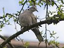 Click image for larger version. 

Name:	SH7894 -1004 02-Collared Dove-Streptopelia_decaocto.jpg 
Views:	144 
Size:	396.8 KB 
ID:	13245
