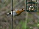 Click image for larger version. 

Name:	SH8304 -1004 05-Robin-Erithacus_rubecula.jpg 
Views:	204 
Size:	327.2 KB 
ID:	13264