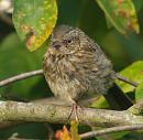 Click image for larger version. 

Name:	dunnock3_filtered_cropped.jpg 
Views:	276 
Size:	432.1 KB 
ID:	1328