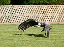 Click image for larger version. 

Name:	Vulture in flight.jpg 
Views:	211 
Size:	350.2 KB 
ID:	1329