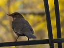 Click image for larger version. 

Name:	SH8808 -1004 06-Blackbird-Turdus_merula.jpg 
Views:	287 
Size:	381.2 KB 
ID:	13314