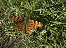 Click image for larger version. 

Name:	SH9390 -1001 08-Comma Butterfly-Polygonia_c-album.jpg 
Views:	165 
Size:	399.5 KB 
ID:	13327