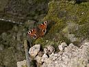 Click image for larger version. 

Name:	SH9633 -1004 09-Peacock Butterfly-Inachis_io.jpg 
Views:	156 
Size:	284.7 KB 
ID:	13351