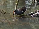 Click image for larger version. 

Name:	SH9688 -1004 09-Moorhen-Gallinula_chloropus.jpg 
Views:	170 
Size:	358.3 KB 
ID:	13358