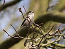 Click image for larger version. 

Name:	SH9669 -1004 09-Long Tailed Tit-Aegithalos_caudatus.jpg 
Views:	398 
Size:	368.7 KB 
ID:	13366