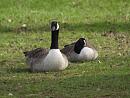 Click image for larger version. 

Name:	SH9749 -1004 09 -Canada_Goose.jpg 
Views:	425 
Size:	285.5 KB 
ID:	13370