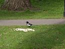 Click image for larger version. 

Name:	SH9772 -1004 09-Magpie-Pica_pica.jpg 
Views:	395 
Size:	228.3 KB 
ID:	13373