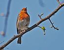 Click image for larger version. 

Name:	Robin (Erithacus rubecula) DSC_0512.jpg 
Views:	135 
Size:	76.2 KB 
ID:	13414