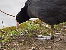 Click image for larger version. 

Name:	SH0164 -1004 09-Coot-Fulica_atra.jpg 
Views:	196 
Size:	367.0 KB 
ID:	13419