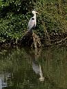 Click image for larger version. 

Name:	SH9972 -1004 09-Grey_Heron-Ardea cinerea.jpg 
Views:	181 
Size:	377.3 KB 
ID:	13432