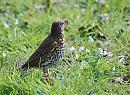 Click image for larger version. 

Name:	Song Thrush - Turdus philomelos_ DSC_0003.jpg 
Views:	206 
Size:	129.8 KB 
ID:	13451