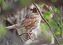 Click image for larger version. 

Name:	Song Thrush - Turdus philomelos_ DSC_0076.jpg 
Views:	304 
Size:	92.7 KB 
ID:	13453