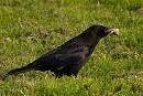 Click image for larger version. 

Name:	SH1196 -1004 15-Carrion Crow-Corvus_corone.jpg 
Views:	189 
Size:	284.7 KB 
ID:	13457