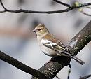 Click image for larger version. 

Name:	Chaffinch (Fringilla coelebs)_DSC_0199.jpg 
Views:	146 
Size:	93.2 KB 
ID:	13468